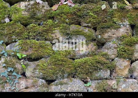 Steinmauer mit Moos bedeckt Stockfoto