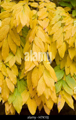 Cladrastis Kentukea. Kentucky Yellowwood im Herbst Stockfoto