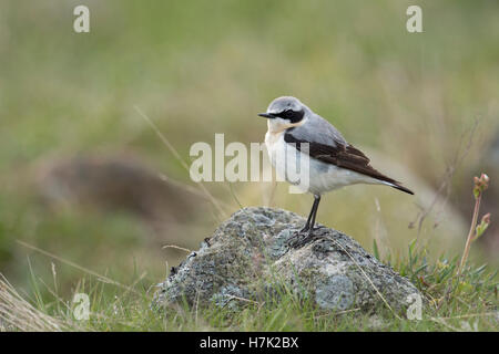 Nördlichen Steinschmätzer (Oenanthe Oenanthe), männliche in der Zucht Kleid, thront auf einem Felsen, in typischer Umgebung, Europa. Stockfoto