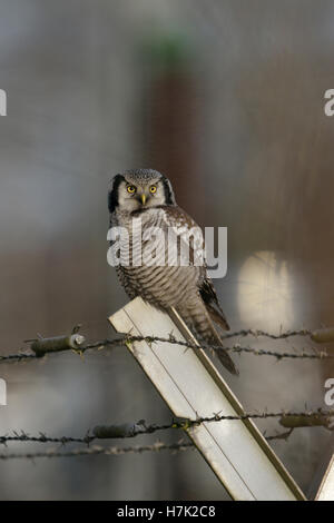 Northern Hawk Owl ( Surnia ulula ), seltener Wintergast in Westeuropa, auf einem Zaunpfahl in ungewöhnlicher Umgebung, Tierwelt, Europa. Stockfoto