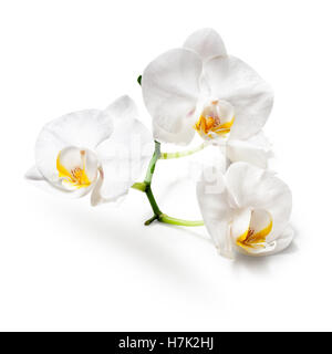 Weiße Orchidee blüht isoliert auf weißem Hintergrund. Clipping-Pfad enthalten Stockfoto