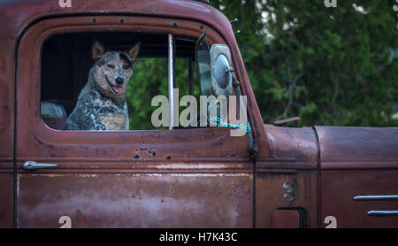 Niedliche glücklicher Hund in alten rostigen roten Pickup-truck Stockfoto