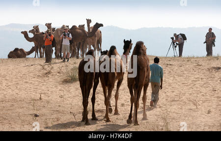 PUSHKAR, Indien - 21. November 2012: Fotografen fotografieren auf der Pushkar Messe (Pushkar Camel Fair, Pushkar Mela). Stockfoto