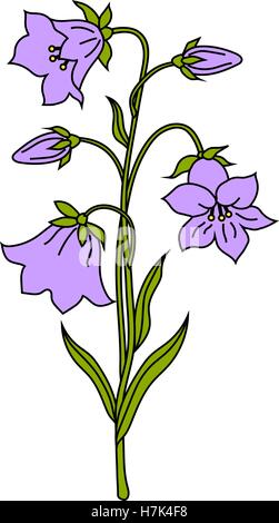 Vektor-Illustration der Glockenblumen isoliert auf weißem Hintergrund. Stock Vektor