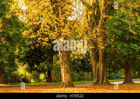 Herbstliche Farben und Bäume, Waldspaziergang, Cyfarthfa Park, Merthyr Tydfil, South Wales Stockfoto