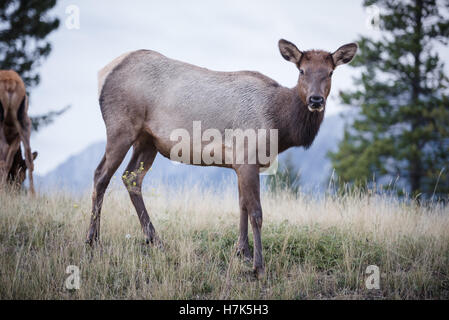 Elch in einem Medow 2 Stockfoto