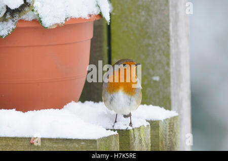 Gartenvögel, Garten Robin Erithacus Rubecula, Norfolk, UK, Dezember Stockfoto