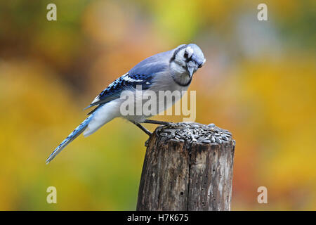 Ein Blauhäher (Cyanocitta Cristata) hocken auf einem Zaunpfahl an einem sonnigen Tag im Herbst Stockfoto