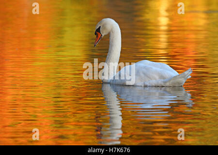 Ein Höckerschwan (Cygnus Olor) schwimmen am goldenen See im Herbst Stockfoto