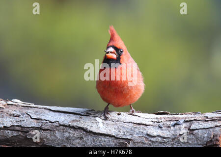 Eine helle rote männliche nördlichen Kardinal hocken auf einem Ast Essen Samen Stockfoto