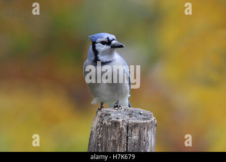 Ein Blauhäher (Cyanocitta Cristata) hocken auf einem Zaun Pfosten Ion eine sonnigen Tag n Herbst Stockfoto