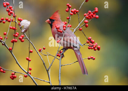 Eine helle rote männliche nördlichen Kardinal (Cardinalis Cardinalis) hocken auf Winter Beeren Stockfoto