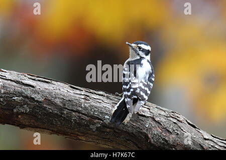 Eine weibliche Dunenspecht (Picoides Pubescens) hocken auf einem Ast im Herbst Stockfoto