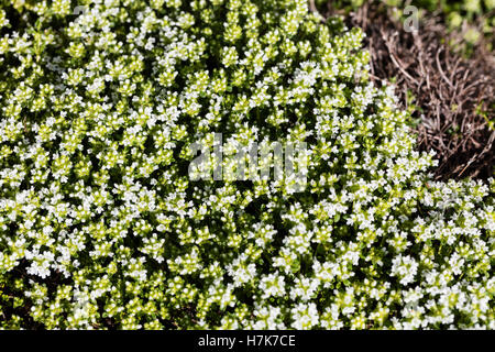 Schleichende Thymian (Thymus Islandstimjan pseudolanuginosus) Stockfoto