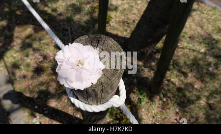 Einzelne Sakura Kirschblüte Blume auf der Oberseite eine Holzstange Stockfoto