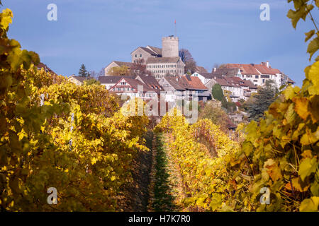 Weinberg im Herbst mit Regensberg im Hintergrund, Kanton Zürich, Schweiz. Stockfoto