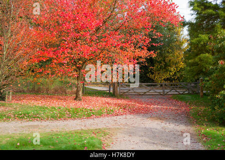 Acer Rubrum durch ein Tor Stockfoto