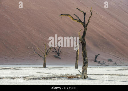 Tot trockene Bäume DeadVlei Tal, umgeben von bunten riesigen Dünen der Namib Wüste Stockfoto