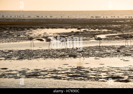 Ein getöntes Bild von Flamingo Silhouetten voran Atlantik Untiefen in Walvis Bay der namibischen Küste Stockfoto