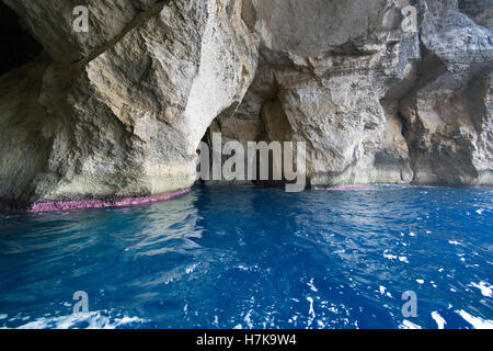 Gozo, Dwejra Bay. Rote Koralle an der Wasserlinie, in der Nähe von Höhlen, die Azure Window und Binnenmeer. Stockfoto