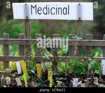 Eine Reihe von Pflanzen für Alternativmedizin in einer Land-Gärtnerei Stockfoto