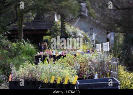 Eine Reihe von Pflanzen für Alternativmedizin in einer Land-Gärtnerei Stockfoto