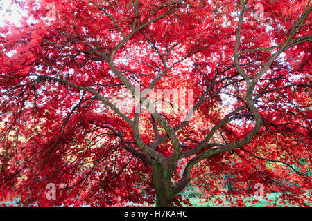 Herbstfärbung intensiviert das rote Laub der japanische Ahorn, Acer Palmatum 'Chitoseyama' Stockfoto