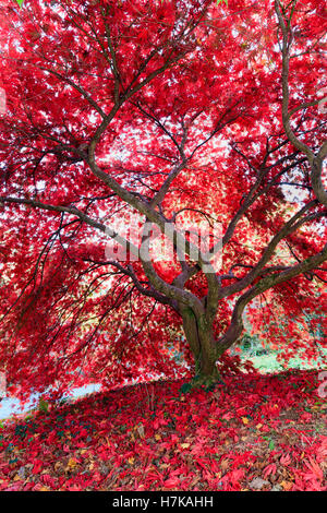 Herbstfärbung intensiviert das rote Laub der japanische Ahorn, Acer Palmatum 'Chitoseyama' Stockfoto