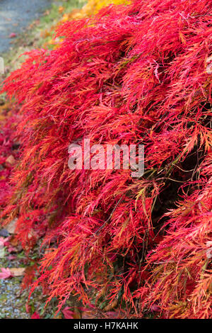 Gefiederten Rotes Laub, verstärkt durch Herbst Färbung der kleinen japanischen Ahorn, Acer Palmatum var. Dissectum 'Inaba Shidare' Stockfoto