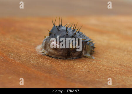 Blowfish oder Kugelfisch tot auf einem Pier. Unerwünschten Fang. Stockfoto