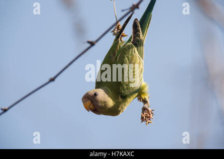 Sharavathi Abenteuer Camp Dschungel lodges Kargal Pflaume Leitung Sittich Stockfoto