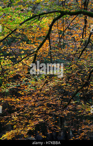 Herbstfarben in Eskdale, Cumbria, Großbritannien Stockfoto