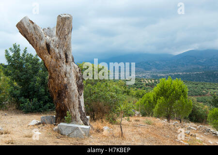 Griechenland, Kreta, Baum Beim Kloster Moni Halepas Stockfoto