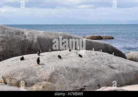 Südafrika, Simon's Town: Pinguine auf einem Felsen am Boulders Beach, geschützten Strand, in dem sich eine Kolonie afrikanischer Pinguine dort seit 1982 Stockfoto