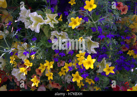 hängenden Korb Blumen in Nahaufnahme Stockfoto