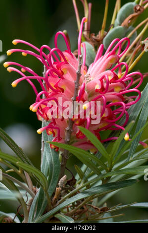 Seidige Roteiche oder Banken Grevillea (Grevillea Banksii, Proteaceae) Stockfoto