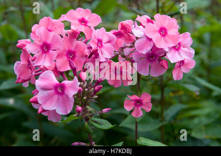 Garten-Phlox (Phlox Paniculata Hybriden, Polemoniaceae) Stockfoto