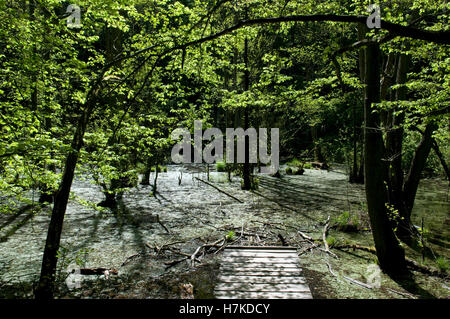 Holzsteg über Feuchtgebiete in Jasmund Nationalpark, Insel Rügen, Mecklenburg-Vorpommern Stockfoto
