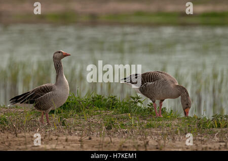 Graugans Gänse Anser Anser Fütterung. UK Stockfoto