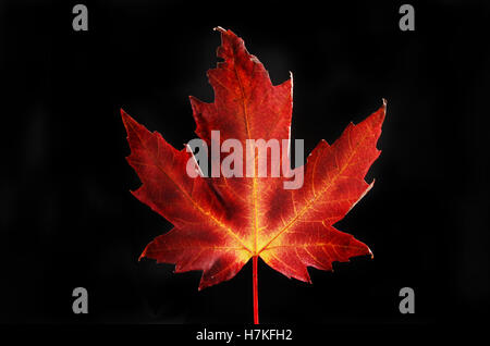 Herbstfärbung, rot- und Gelbtöne in einem Ahornblatt vor schwarzem Hintergrund isoliert Stockfoto