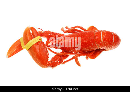 Ganzen gekochten Hummer isoliert gegen weiß Stockfoto