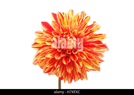 Rote und gelbe Dahlie Blume isoliert gegen weiß Stockfoto