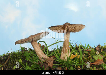 Zwei Wiese Pilz Pilze wachsen auf Wiese vor blauem Himmel mit verschwommenen weißen Wolken Stockfoto