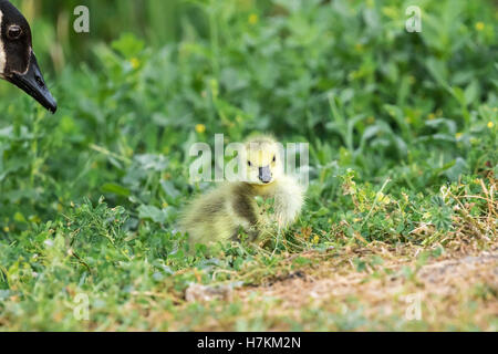 Ein Neugeborenes Gosling ist vom seiner Mutter beobachtet. Stockfoto