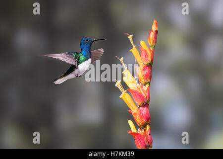 Ein weiß-necked Jakobiner ernährt sich von Nektar reichen Blumen in Tandayapa Tal von Ecuador. Stockfoto