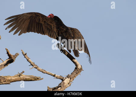 Die Türkei Geier ein Aasfresser und ernährt sich hauptsächlich von AAS. Er findet seine Nahrung mit seinen scharfen Augen und Geruchssinn. Stockfoto