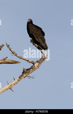 Die Türkei Geier ein Aasfresser und ernährt sich hauptsächlich von AAS. Er findet seine Nahrung mit seinen scharfen Augen und Geruchssinn. Stockfoto