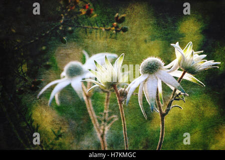 Leuchtende Antik Busch Stil Flanell Blumen (Actinotus Helianthi) in der Australier. Grunge und Vintage strukturierte Foto. Stockfoto