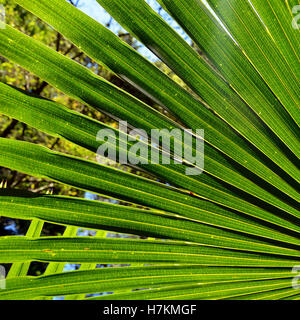 Hinterleuchtete fächerförmige Baum Palm Kohlblätter (Livistona Australis) im Regenwald von der Royal National Park, NSW, Australien Stockfoto