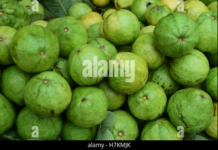 Guaven Menge Guave-Frucht-Detailansicht Indien Stockfoto